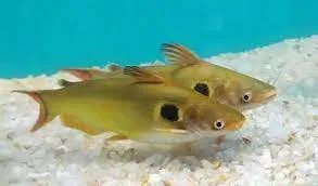 Павлине око, S. (лат. - Horabagrus brachysoma)